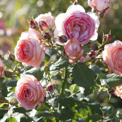 12168425-rose-amelia-renaissance-often-flowering-very-fragrant