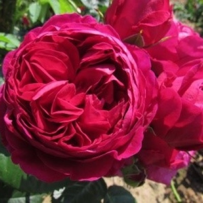 ascot3