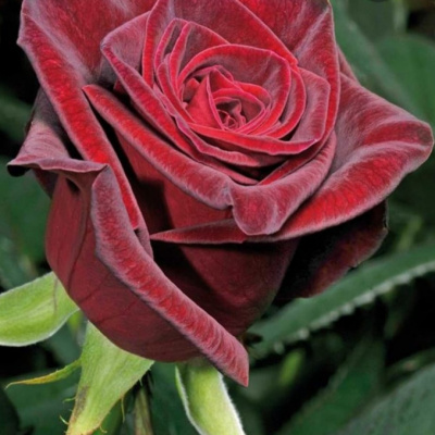 black-bacara1