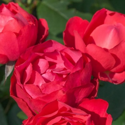 bonica1_1373896803