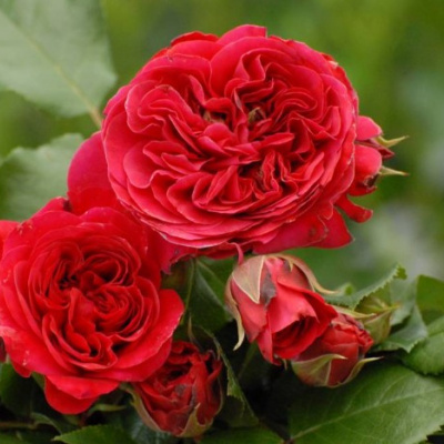 red-leonardo-da-vinchi1