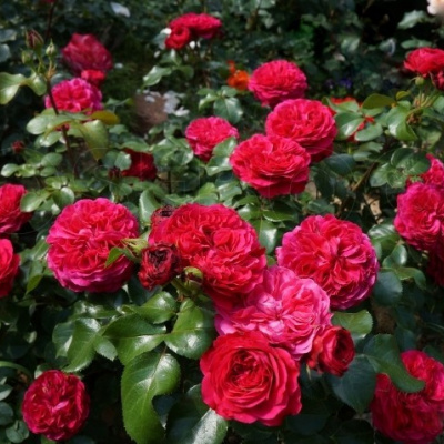 red-leonardo-da-vinchi2