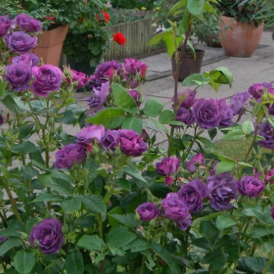 rhapsody-in-blue-kr2