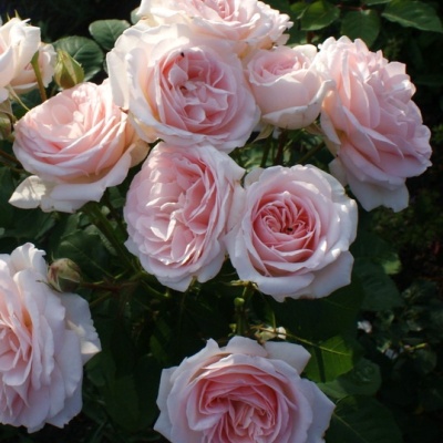 rosa_s_clair_renaissance