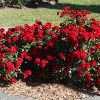 roter-korsar1