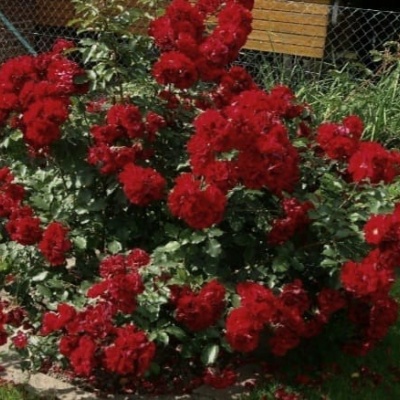 roter-korsar2
