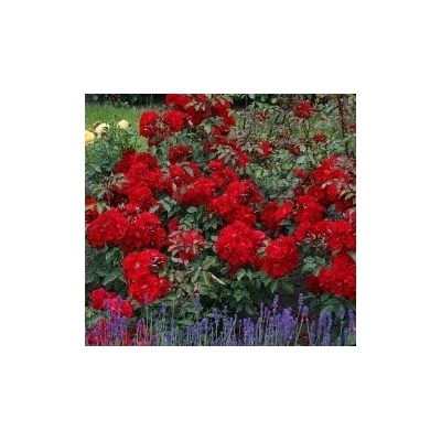 roter-korsar4