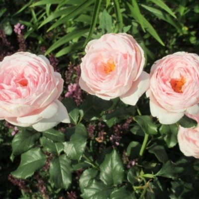 roza-kler-renessans-foto-2