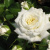 alabaster1