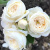 artemin1