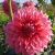 avoca_amanda