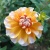 bahama_apricot