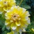bahama_lemon