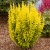 berberis-maria