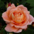 botina-rene-5