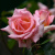 compassion4