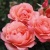 corallionsrose4