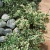 euga_0_euonymus_emerald_gaiety_1491332386