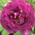 huddersfield-choral-society2