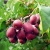 kensred-d6bd74f6428db52f3cd607ef523a0ec9