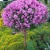 lilac-meyer-palibin-01_1723001821