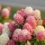 living-touch-of-pink-4