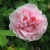 martin-frobisher1