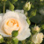 martin_luther_rose6