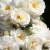 midsummersnow1