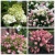 mycollages_1478729752
