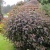 physocarpus-opulifolius-red-baron