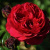 red-leonardo-da-vinchi3
