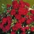 red-romance1