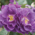 rhapsody-in-blue-kr3