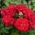 rote-flamme2