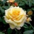 sunny-sky1