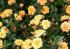 yellow_clementine3