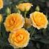 yellow_clementine2