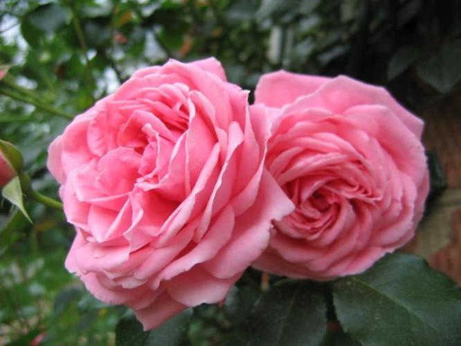 coral-dawn2