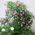 jasmina_1