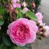 jasmina_4