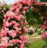 rosarium-ue3
