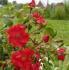 sommerab1