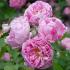honorine-de-brabant4