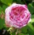 honorine-de-brabant1