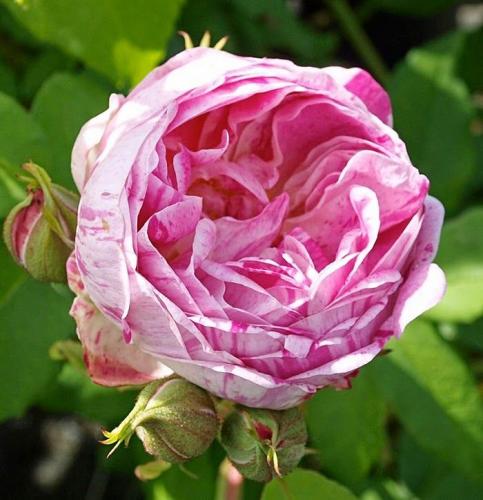 honorine-de-brabant1