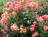 alfred-sisley2