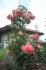 botina-rene-6