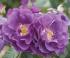 rhapsody-in-blue-kr3