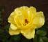 tibet-rose2